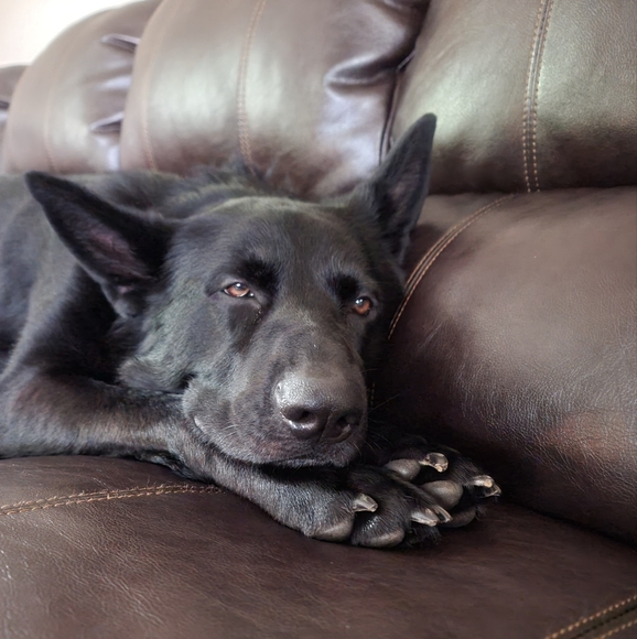 Meet my Hellhound Dexter 😈. He's a thief but loves respectful offers! - Picture 2 of 12